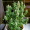 Auto Northern Lights CBD (Pyramid Seeds) Cannabis-Samen
