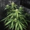 Bubble Gum Fast (00 Seeds)