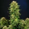 Dream Queen Autoflower feminisierte Samen (Humboldt Seed Company)