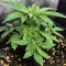 Gorilla Z (Big Head Seeds) Cannabis-Samen
