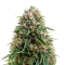 Headlights Kush Auto (Emerald Triangle Seeds) Cannabis-Samen