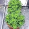 Insane OG (Barney's Farm)