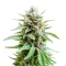 Lemongrass Auto (Humboldt Seed Company)