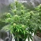 Mind Bender (K.C. Brains Seeds) Cannabis-Samen