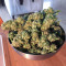 Peyote Critical (Barney's Farm) Cannabis-Samen