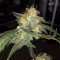 Purple Punch Auto feminisierte Samen (Barney’s Farm)