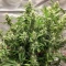Purple Stilton Auto (Auto Seeds) Cannabis-Samen