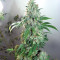 Shiskaberry feminisierte Samen (Barney's Farm)