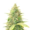 Special Queen 1 Auto feminisierte Samen (Royal Queen Seeds)