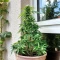 Stress Killer Automatic CBD (RQS) Cannabis-Samen