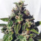 Triple G (RQS) Cannabis-Samen