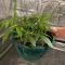 Trop Cherry (Original Sensible Seeds)