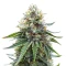 White Widow (RQS) Cannabis-Samen