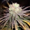 Wombat (BlimBurn Seeds) Cannabis-Samen