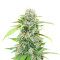 The White Fire OG feminisierte Samen (Seedkeepers)
