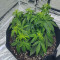 Watermelon Z Auto Samen feminisiert (Barney's Farm)