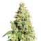 AK420 (Seedstockers) Cannabis-Samen