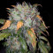 Auto Blueberry Ghost OG strain