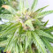 BCN Power Plant Autoflower (Seedstockers) Cannabis-Samen