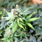 Black Destroyer (Original Sensible Seeds) Cannabis-Samen