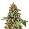 Candy Dawg Autoflower (Seedstockers) Cannabis-Samen
