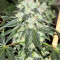 Chem Berry D regular (Dark Horse Genetics) Cannabis-Samen