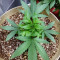 Dogstar Dawg (Big Head Seeds) Cannabis-Samen