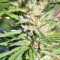 Nepal Jam regular (Ace Seeds) Cannabis-Samen