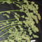 Northern Light x Big Bud Early Harvest (World of Seeds) Cannabis-Samen