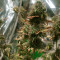 Northern Lights (Seedstockers) Cannabis-Samen
