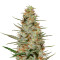 Purple Paralysis (Cream of the Crop Seeds) Cannabis-Samen