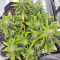 Strawberry Gum (Advanced Seeds) Cannabis-Samen