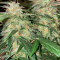 Super Critical Auto (GHS) Cannabis-Samen
