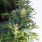 White Haze Automatic (White Label) Cannabis-Samen