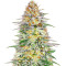 Alpha 21 feminisierte Samen (AlphaFem Seeds)