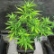 Apple Strudel Auto feminisierte Samen (Fast Buds)