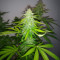 Berry Bomb Auto (Bomb Seeds) Cannabis-Samen