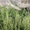 Bruce Banner Autoflower feminisierte Samen (Seedkeepers)