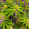 Bruce Banner Fast Version feminisierte Samen (EGS)