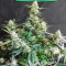 Candy Kush Fast Version feminisierte Samen (EGS)