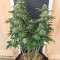 Gorilla SFV OG (Expert Seeds) Cannabis-Samen