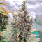 Hawaii Maui Waui (Nirvana Seeds) Cannabis-Samen