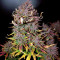 LSD-25 Auto feminisierte Samen