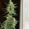 O.G. Kush Autoflower feminisierte Samen (Seedstockers)