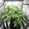 Papaya Cookies Auto feminisierte Samen (Fast Buds)