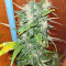 Pumpkin Kush regular (RQS) Cannabis-Samen