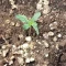 LSD-25 Auto (Fast Buds) Cannabis-Samen zu verkaufen
