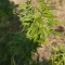 Caramelo Early Version (Delicious Seeds) Cannabis-Samen