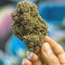 Gelato Auto Cannabis-Samen Kaufen