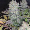 Strawberry Eclair (G13 Labs) Cannabis-Samen zu verkaufen